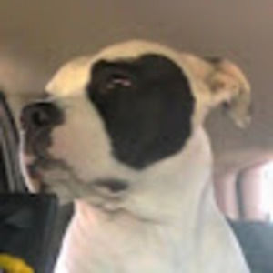 Meet your Posher, D&a